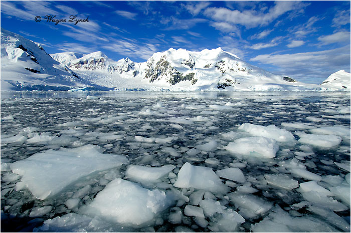Paradise Bay Antarctic Peninsula 106 by Dr. Wayne Lynch &copy;